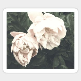 Peony fading Sticker